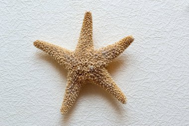 Deniz yıldızı beyaz duvar