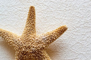 Deniz yıldızı beyaz duvar