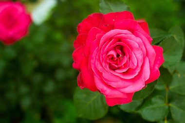 Kırmızı gül dalı, Yunanistan