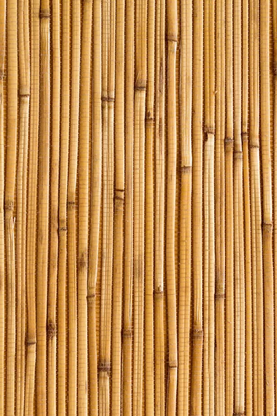 Dry reeds texture wallpaper — Stock Photo, Image