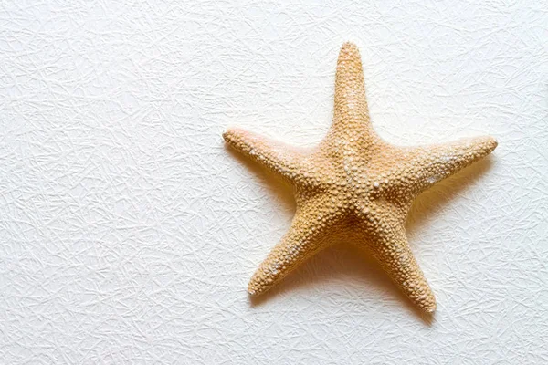 Starfish on white wall — Stock Photo, Image