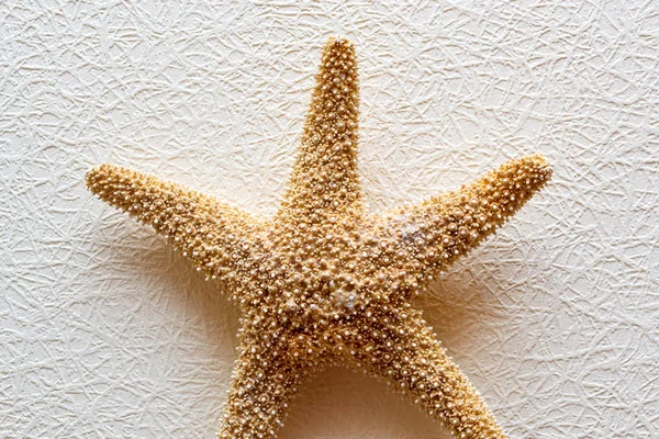 Deniz yıldızı beyaz duvar