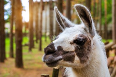 Vahşi hayvan Lama niteliğine. Palanga