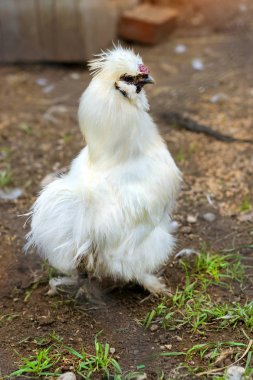 Beyaz evde beslenen hayvan kuş tepeli tavuk kafesi tavuk çiftliğinde