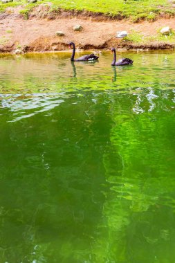 Siyah kuğular yeşil Havuzda yüzmek. Juozo alus Palanga