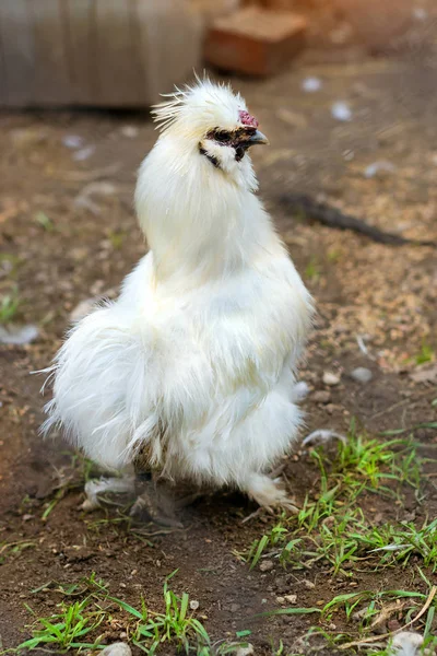 White pet bird crested hen in cage poultry farm