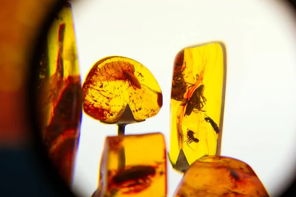 Palanga Amber Müze, Litvanya