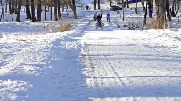 Meisje paardrijden op slee getrokken door Siberische husky 's — Stockvideo