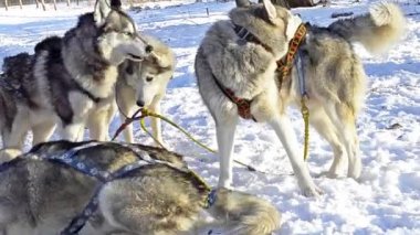 Siberian dış yapraklar karda dinlenme