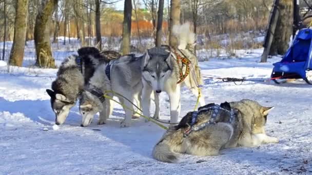 Husky siberiano descansando na neve após a raça — Vídeo de Stock