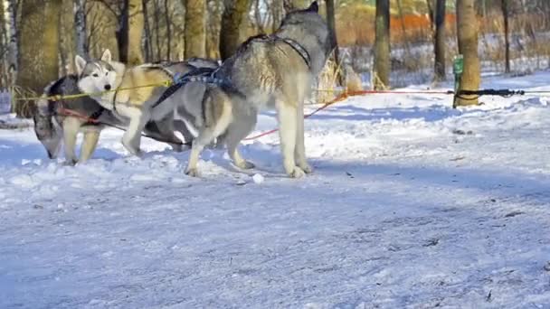 Sibiřský Husky odpočívá ve sněhu po závodě — Stock video