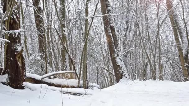 与滑雪杖滑雪道上滑雪装备滑雪者 — 图库视频影像