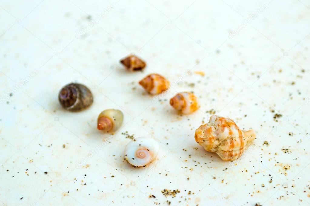 Sea shells and molluscs, resort Bali, Crete