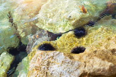 Deniz kestanesi dalgakıran Bali, Crete, buzlu