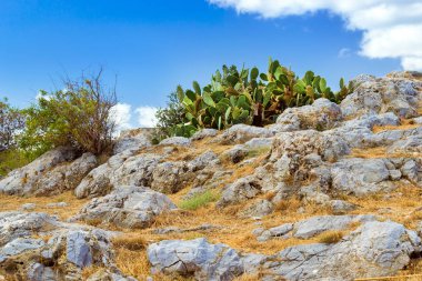 Büyük yeşil kaktüs. Rethymno, Crete, Yunanistan