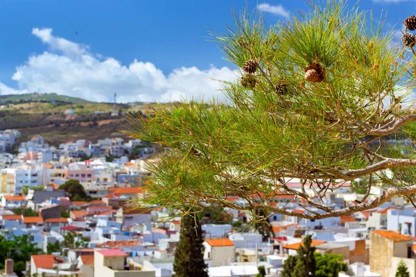 De vertakking van de groene dennen. Rethymno, Crete — Stockfoto