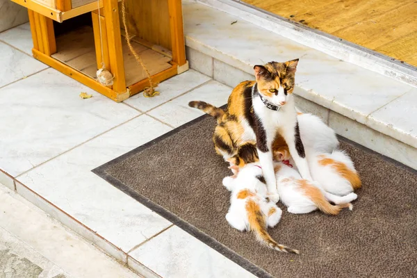 El gato doméstico alimenta gatitos. Rethymno, Creta, Grecia — Foto de Stock