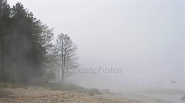 Finlandiya Körfezi'nin kumsalda yaymak kalın sis