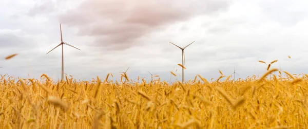 Wind turbine among golden ears of grain crops