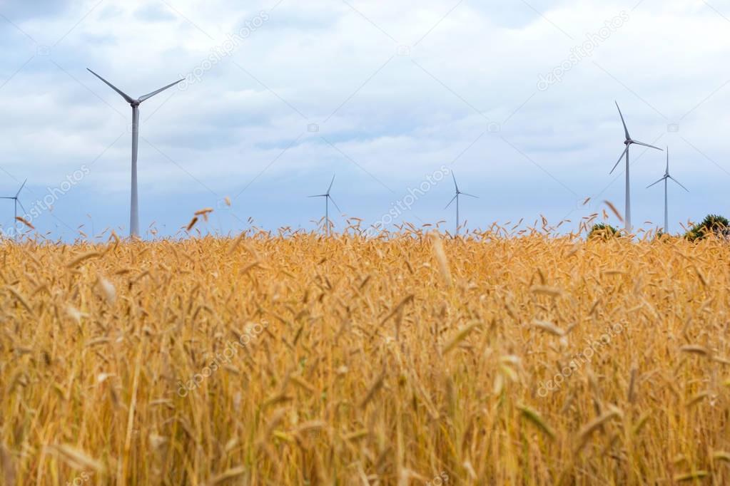 Wind turbine among golden ears of grain crops