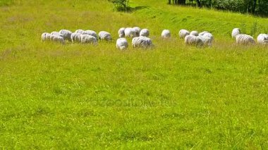 Koyun, kuzu ve keçi otlatma alanı sürüsü
