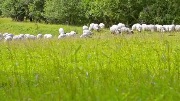 Rebanho de ovinos, ovinos e caprinos que pastoreiam no campo — Vídeo de Stock