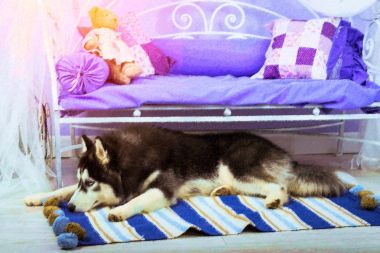 Köpek doğurmak Siberian dış yapraklar, New 2018 yıl sembolü