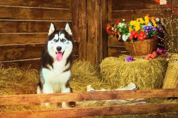 Köpek doğurmak Siberian dış yapraklar, New 2018 yıl sembolü