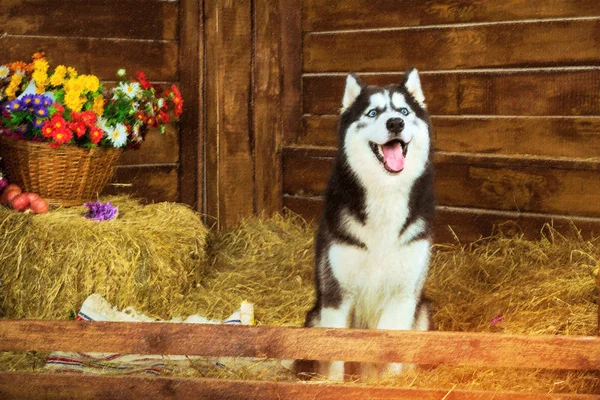 Dog breed Siberian husky, symbol of New 2018 year — Stock Photo, Image