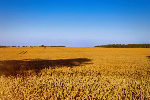 Cosechando espigas de trigo. Campo de la explotación agrícola — Foto de Stock