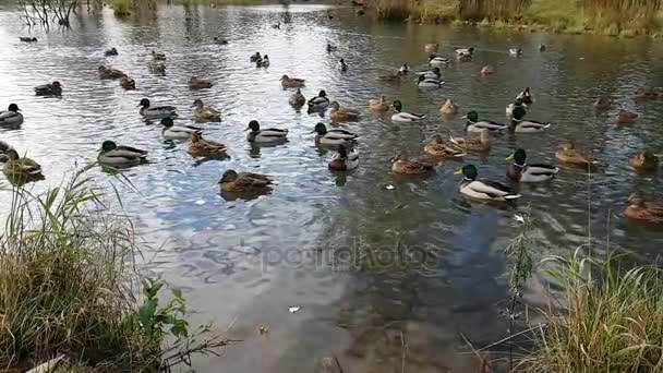 Patos selvagens e gansos nadando na lagoa de outono — Vídeo de Stock