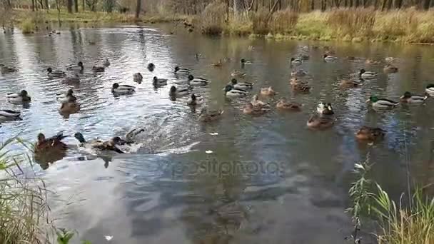 Дикие утки и гуси плавают в осеннем пруду — стоковое видео
