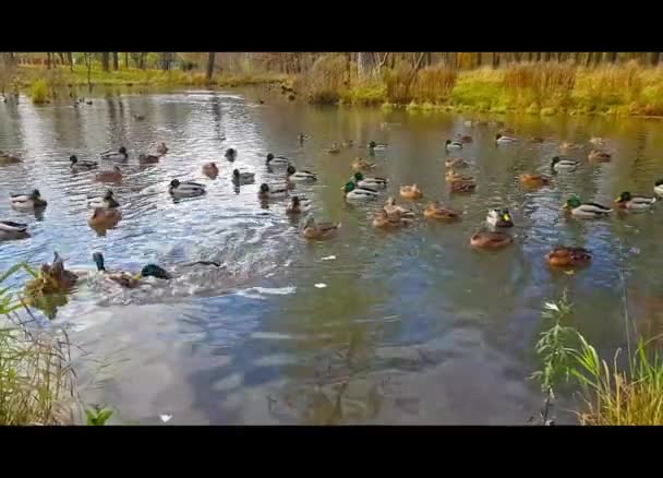 Wilde eenden en ganzen in de herfst vijver zwemmen — Stockvideo