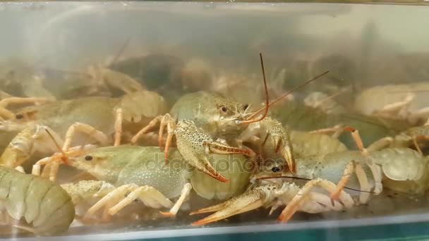 Live crayfish in aquarium. Crawfish in water — Stock Video