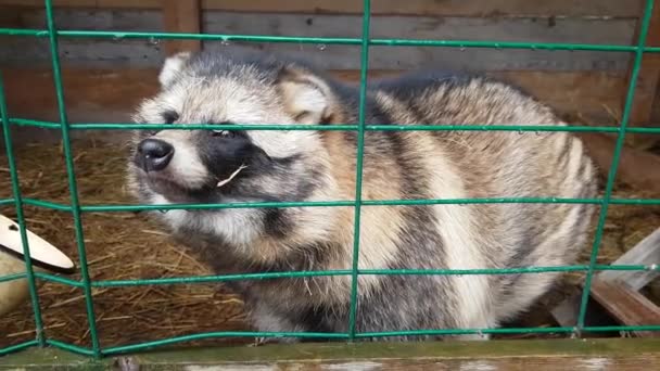 Ussuri Raccoon perro en cautiverio tras las rejas — Vídeos de Stock