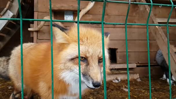 Hane av gemensamma rödräv och kvinnliga silver-svart fox — Stockvideo