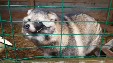 Ussuri Rakun köpek tutsak demir parmaklıklar ardında