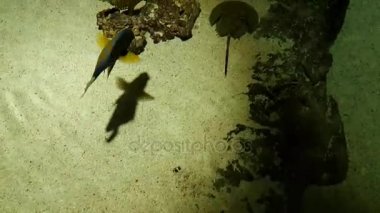 Tropikal okyanus at nalı yengeci akvaryum içinde yüzmek