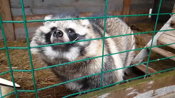 Ussuri Raccoon chien en captivité derrière les barreaux — Video