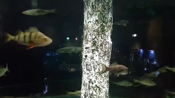 Peces exóticos de agua salada nadando en un gran acuario — Vídeos de Stock