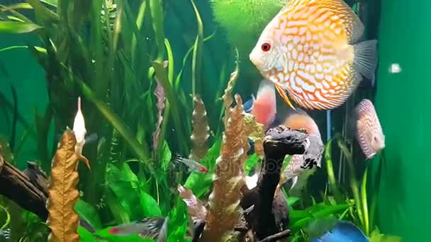 Exotic saltwater fish swimming in a big aquarium — Stock Video