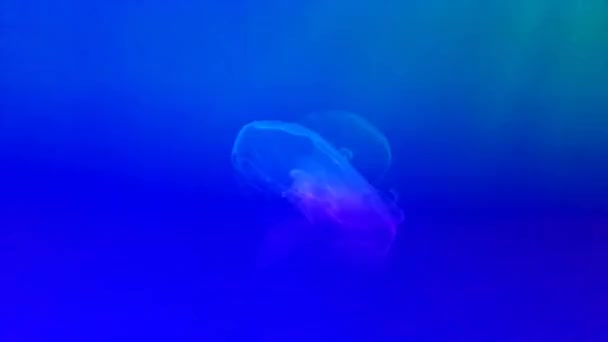 Méduses d'eau salée exotiques nageant dans l'aquarium — Video