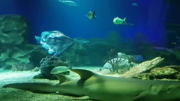 Tiburones exóticos de agua salada nadando en un acuario grande — Vídeos de Stock