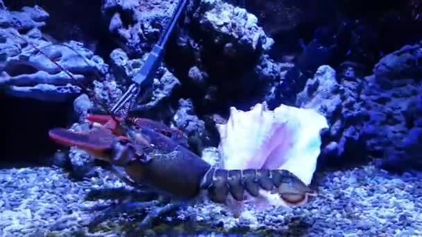 Hummer füttern. Exotischer Hummer im großen Aquarium — Stockvideo