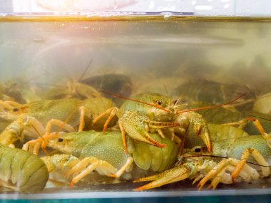 Kerevit akvaryum içinde yaşamak. Suda crawfish