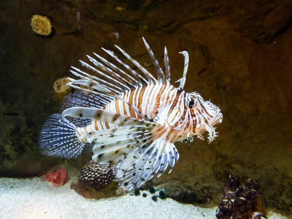 Exotisches Feuerfisch-Zebra schwimmt in großem Aquarium — Stockfoto