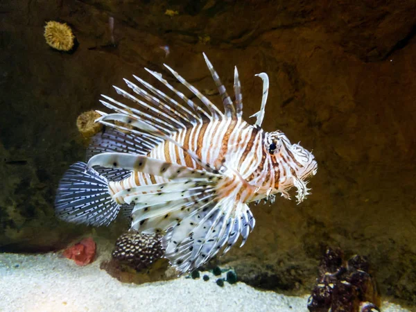 Pez león exótico-cebra nadando en un acuario grande — Foto de Stock