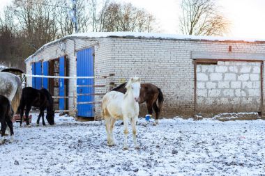 Atları karla kaplı bir çiftlikte kışın otlatmak. Artiodactyl hayvanlar farklı renkteki Ropşa, Rusya kış çiftlikte otlatma. Gün batımında çiftlik hayvanları ile kış manzarası