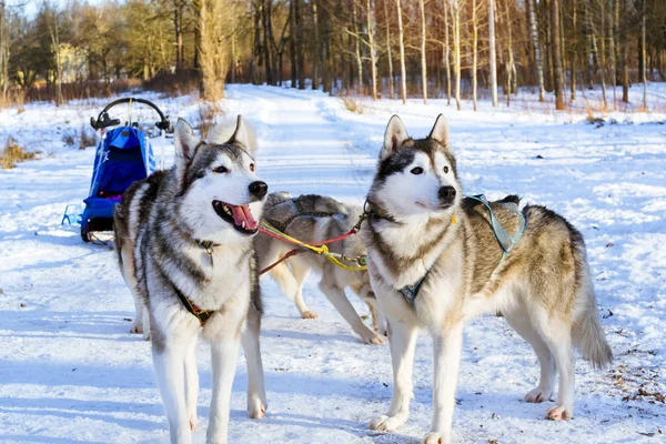 Sled dogs Siberian Husky harnessed sports sledding