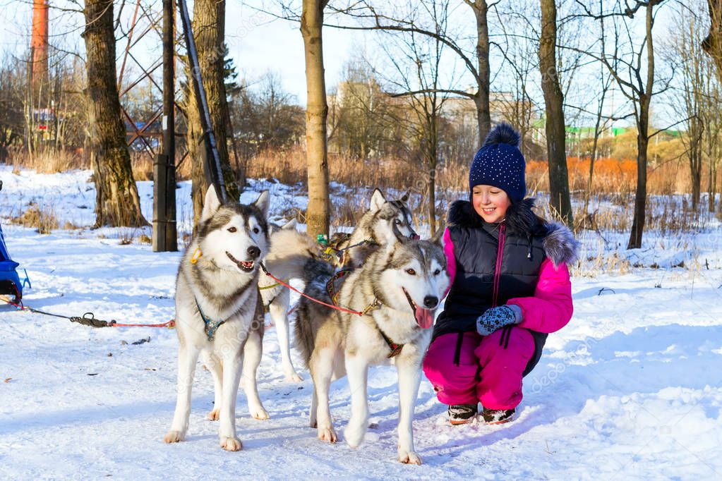 Girl playing with sled dogs Siberian Husky in snow